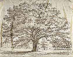 'Stone' Oak Tree on silk